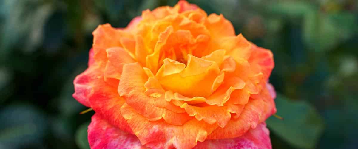 tecnicas composicion fotografica inmofotos zaragoza punto de color 15 flor en jardin